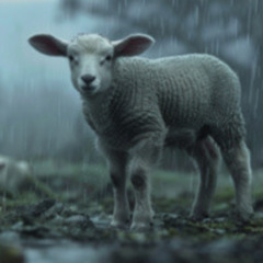 Lamb Of Lost