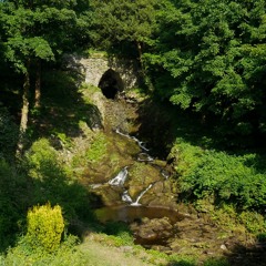Spring Wood