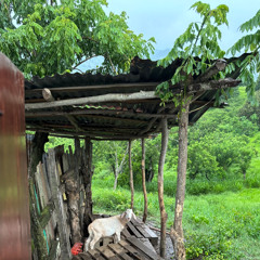 kmon na (rexv2)