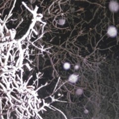 HAD TOO  (modified & altered version)