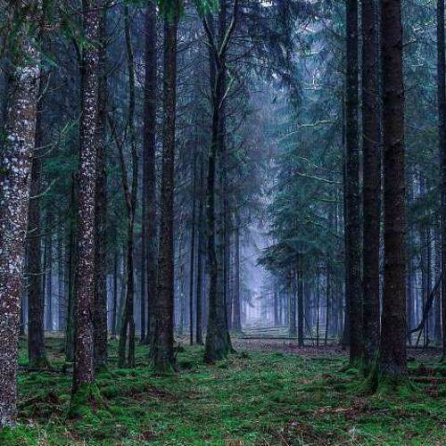 Inner-Dimensional [DarkProgressive/Forest Mix]