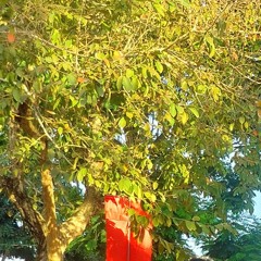 TRÓI EM LẠI - ANH SUI ( PHAN LỢI)