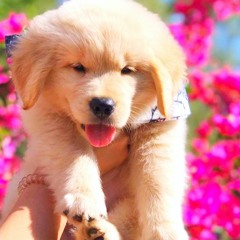 SUPER PUPPY SMOOTH SHIT VOLUME 2 REMASTERED