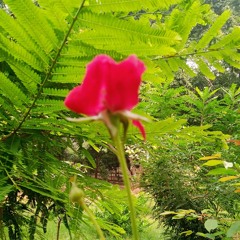 Kitni hasrat hai hamen