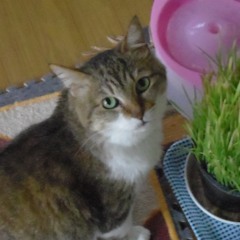 ヤンのバラード