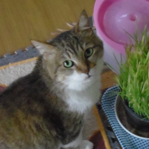 ヤンのバラード