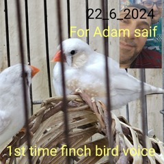 هذا الصوت يحفز طيور الزيبرا على التزاوج.mp3
