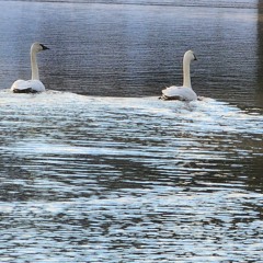 Evil Swans