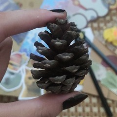 rừng thông
