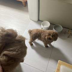 lazy_let u wanna_demo