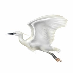 小白鷺  Little Egret
