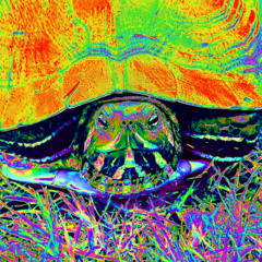 Segundo Tortuga