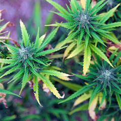 Caffeine, Nicotine, Marijuana