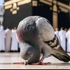 Ik Chirya Boli choo choo choo, Islamic Poem