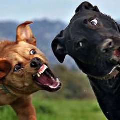 Dog Fight REMIX (with 동혁, 진호연, 김기현)