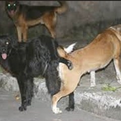 putarisse cachorradeira acelerada