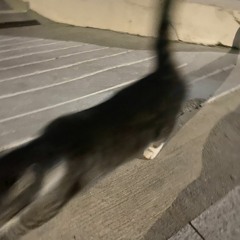 추석에 만든거 inst(demo)