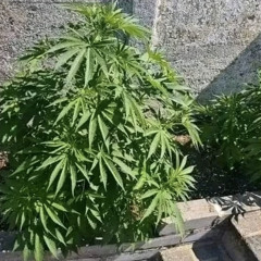 newport tokin (prod. Tokinpotent)