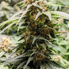 Sou safei country  cover sample