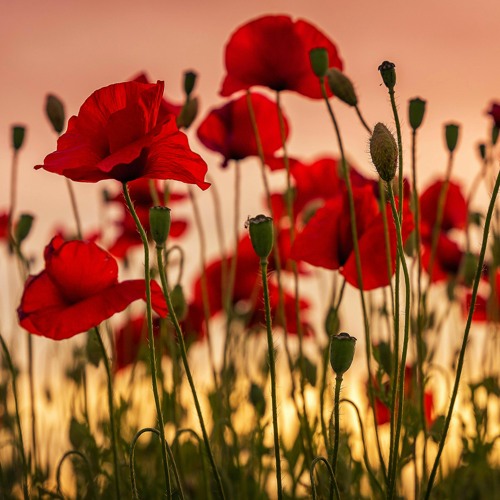 Poppies (with Mark Duffield)