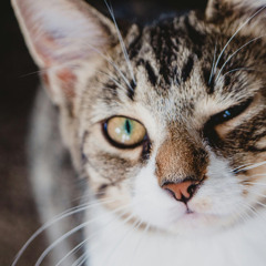 clin d'œil avec un chat