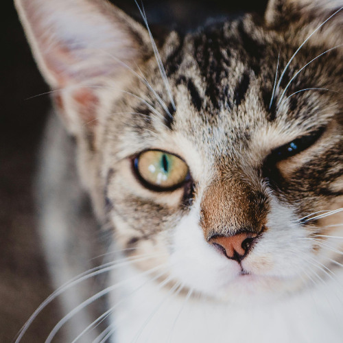 clin d'œil avec un chat