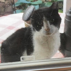 Piano Tribute To Lefty The Outdoorian