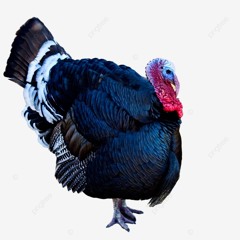 taca a xereca no peru