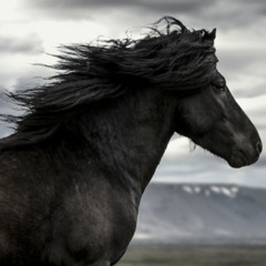 my kingdom needs saving