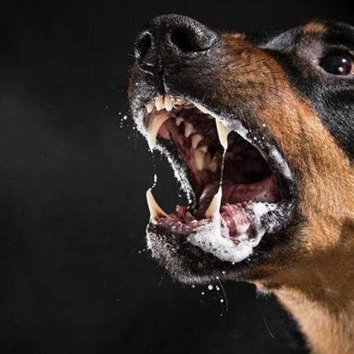Как выглядит агрессивная собака Stream DIRETORA PROVINCIAL DO PROGRAMA ALARGADO DE VACINAÇÃO by RadioMais Listen