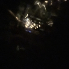 wavy flow (prod. osmvexi)