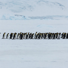 Midnight March of the Determined Penguins