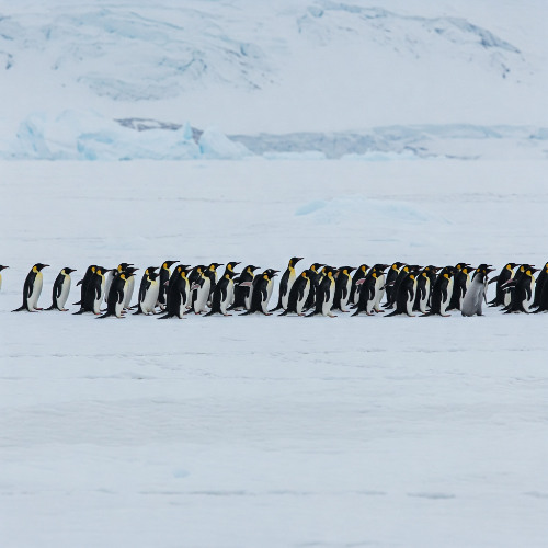 Midnight March of the Determined Penguins