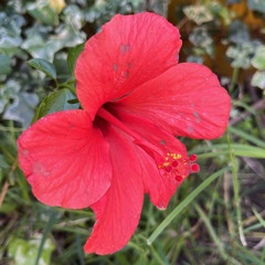 213 | TAS 92 | 118 bpm | En 2A