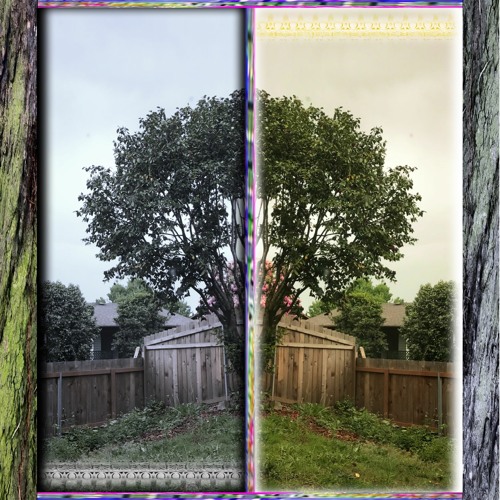 curious tadpoles swimmin in circles