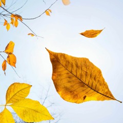 Leaves Are Soon Falling
