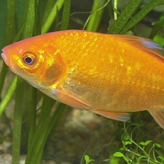 First set DJ Goldfish