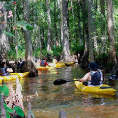 Review Special Price Cypress Forest: Guided Nature Kayak Eco-Tour
