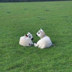 city voices final (Mew cover)