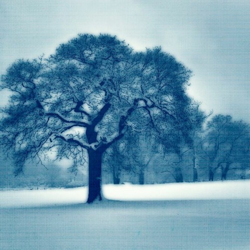 سليمان الملا , فدوة لك