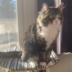 Dear Frank ( Buds 4 Lyfe )