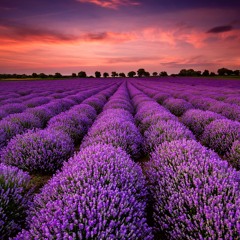 "lavender" (prod. serious beats)