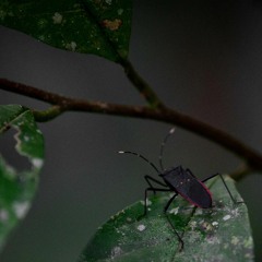 Amazon rainforest - calm night