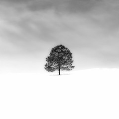 Alcove - Chives