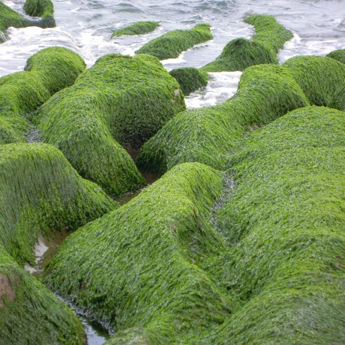 AI Snooze EP03 - Music from plants C_2nd_03