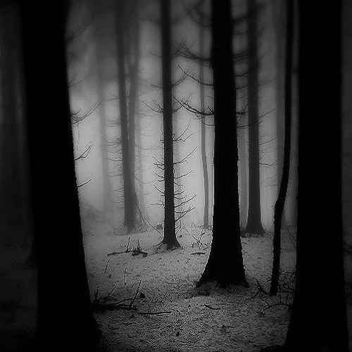 The Dark forest