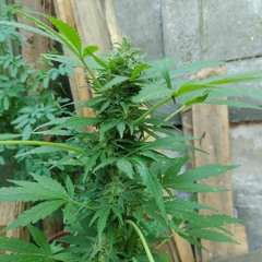 tüfachi feley.mp3 MONKILLAH ft SIMON