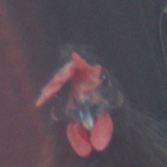 The world goes mad and we are playing jazz...