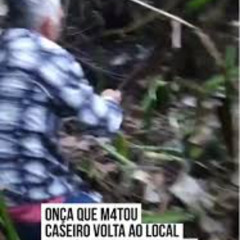 NEWS++ 21 Onça Pega Caseiro No Pantanal Portal Zacarias Onça Pega Caseiro