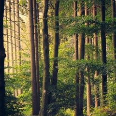 Liveset Yorick @ AVANI Ecstatic Dance 3-2-2022